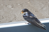 Hirundo albigularis